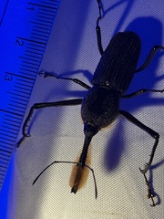 Rhinostomus barbirostris image