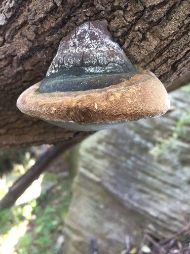 Robust Bracket