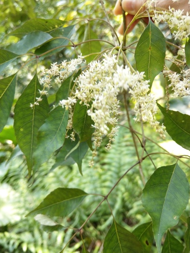 Fraxinus insularis Hemsl.
