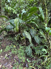 Philodendron verrucosum image