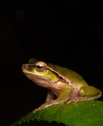 Narrow-fringed Frog
