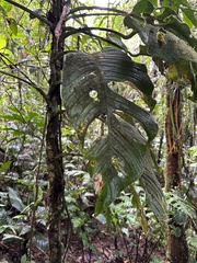 Monstera oreophila image