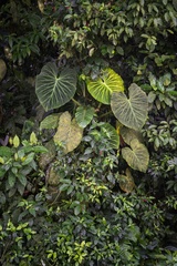 Philodendron verrucosum image