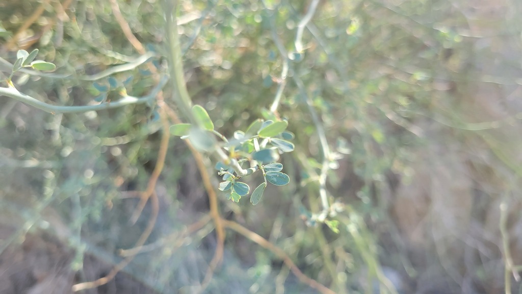 blue palo verde from La Quinta, CA, USA on November 16, 2023 at 1127