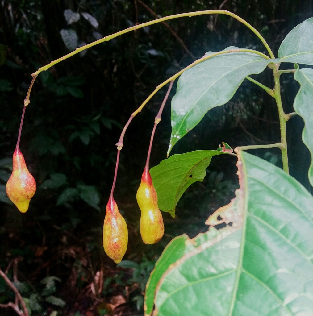 Capparidastrum solum (Capparidastrum solum)