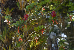 Macleania insignis image