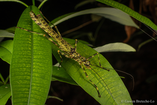 Aschiphasma annulipes