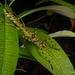 環紋爪齒竹節蟲 - Photo 由 gawenbl 所上傳的 (c) gawenbl，保留所有權利