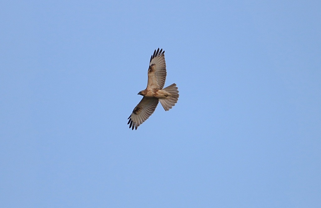 Buteo japonicus japonicus from Sazukawacho, Moriyama, Shiga 524-0215 ...