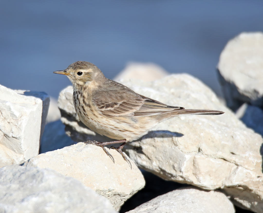 American Pipit from Lancaster County, NE, USA on March 12, 2023 at 09: ...