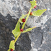 Patellifolia procumbens - Photo (c) Fero Bednar, all rights reserved, uploaded by Fero Bednar
