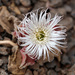 Crystalline Ice Plant - Photo (c) Fero Bednar, all rights reserved, uploaded by Fero Bednar