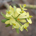 Euphorbia regis-jubae - Photo (c) Fero Bednar, todos os direitos reservados, uploaded by Fero Bednar