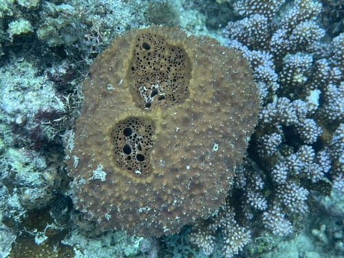 Rhabdastrella globostellata (Carter, 1883)