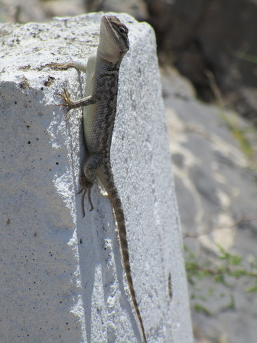 Lagoon Spiny Lizard
