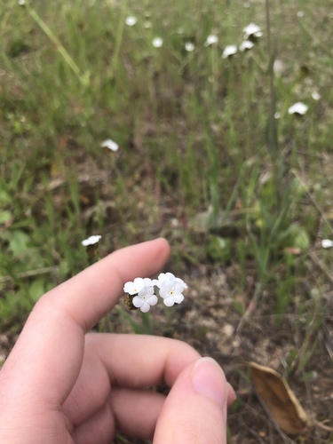 iNaturalist observation photo of Rusty Popcornflower