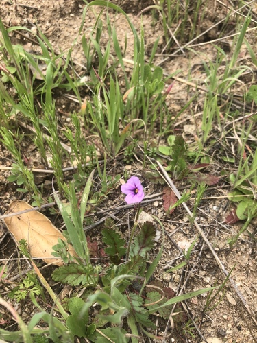 iNaturalist observation photo of Mediterranean Stork's-bill