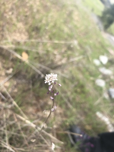 iNaturalist observation photo of sand fringepod