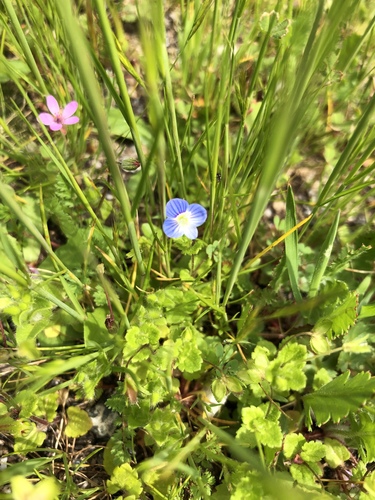 iNaturalist observation photo of bird's-eye speedwell