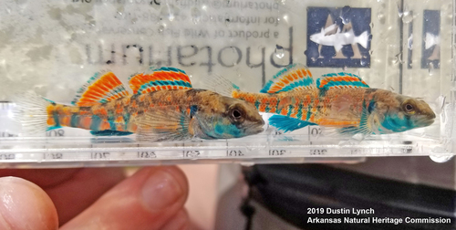 Creole Darter
