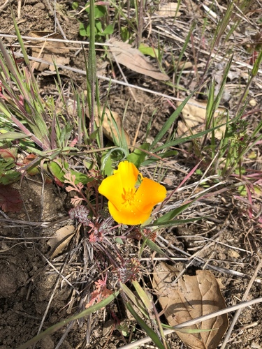iNaturalist observation photo of California poppy