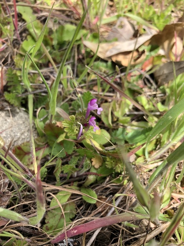 iNaturalist observation photo of henbit deadnettle