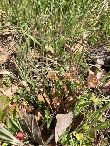 iNaturalist observation photo of spring beauties
