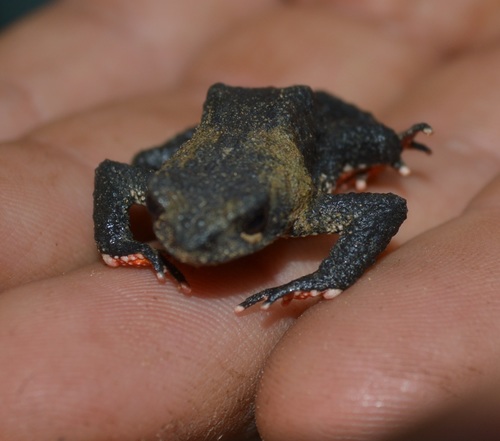 Yungas Red-bellied Toad