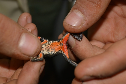 Yungas Red-bellied Toad