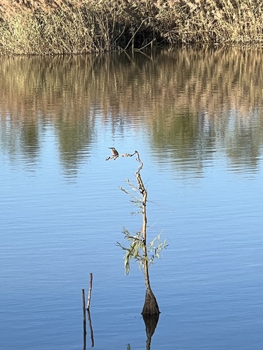 Common Kingfisher