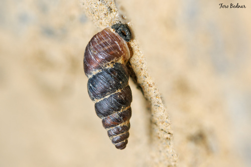 Chondrina arcadica