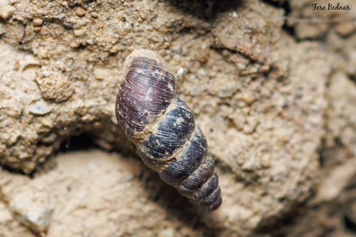 Chondrina arcadica