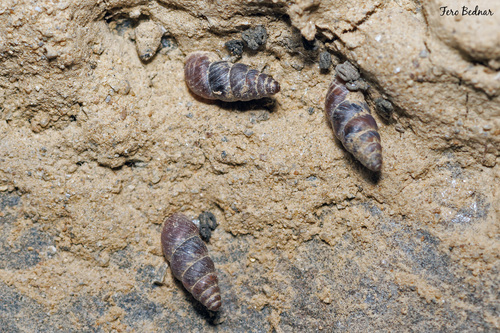 Chondrina arcadica