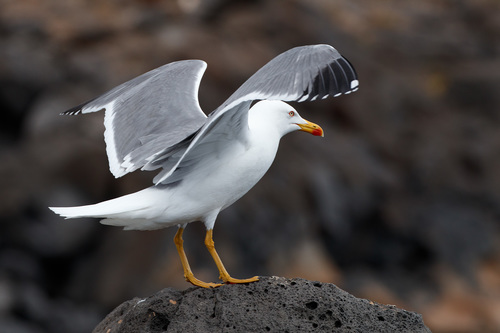 Larus michahellis
