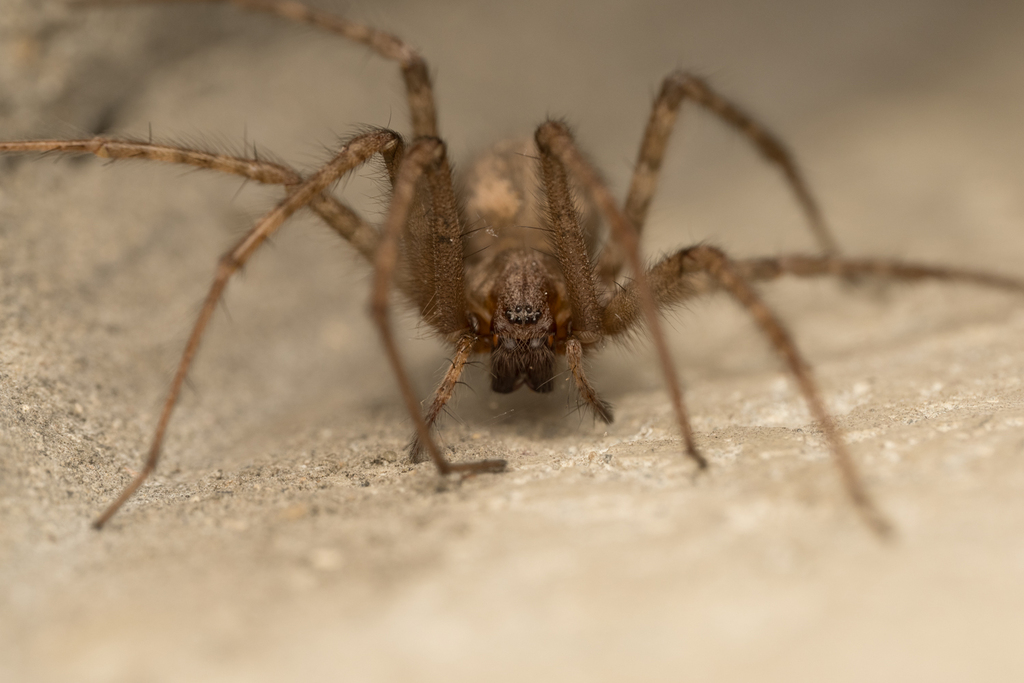 cardinal-spider-from-9080-lochristi-belgi-on-november-17-2023-at-02