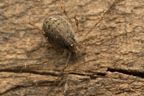Paroligolophus agrestis