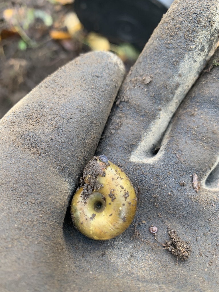 Robust Lancetooth Snail from Johnson Heights, Surrey, BC, CA on ...