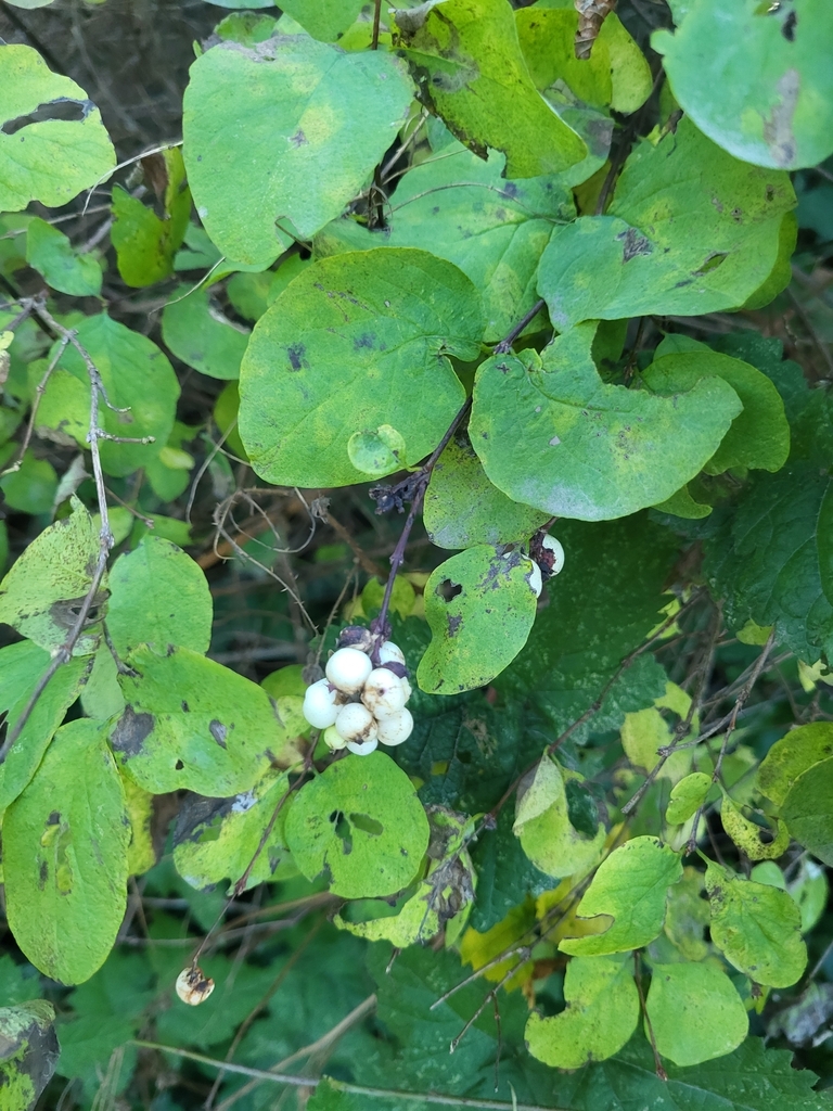 Common Snowberry from Munro at Fraser, Esquimalt, BC V9A 6G6, Canada on