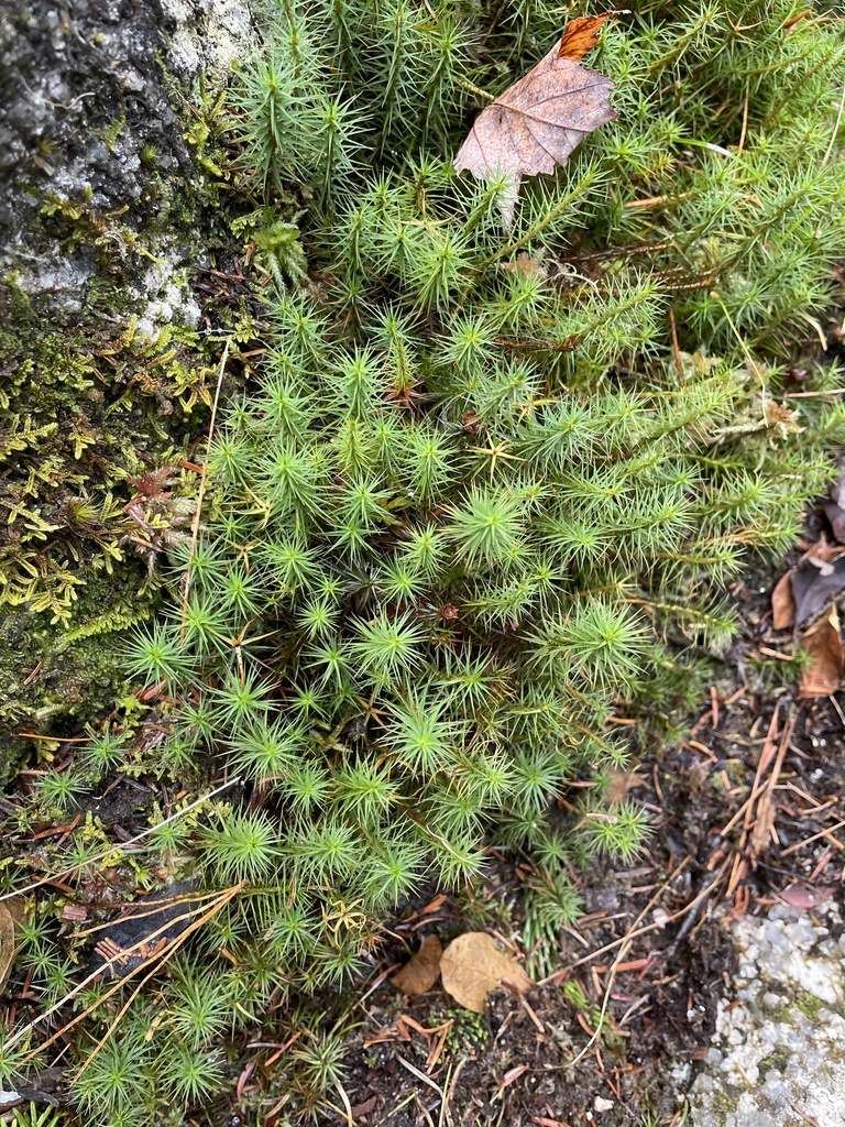 juniper haircap moss from Porters Lake, Halifax, NS, CA on November 17
