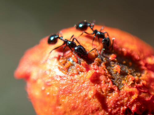 Monomorium ebeninumMonomorium ebeninum