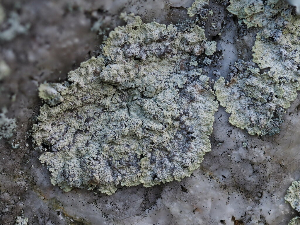 Lepraria membranacea from 34330, Velika, Croatia on November 16, 2023 ...