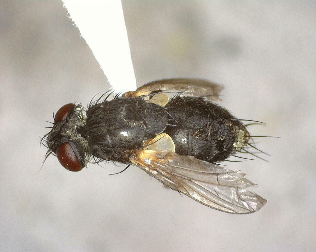 Bot Flies, Blow Flies, and Allies from Kimble County, TX, USA on July ...