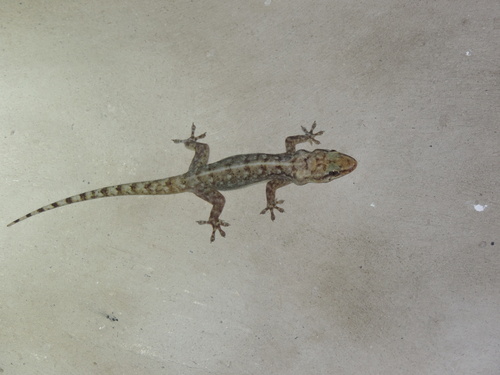 Brazilian Gecko