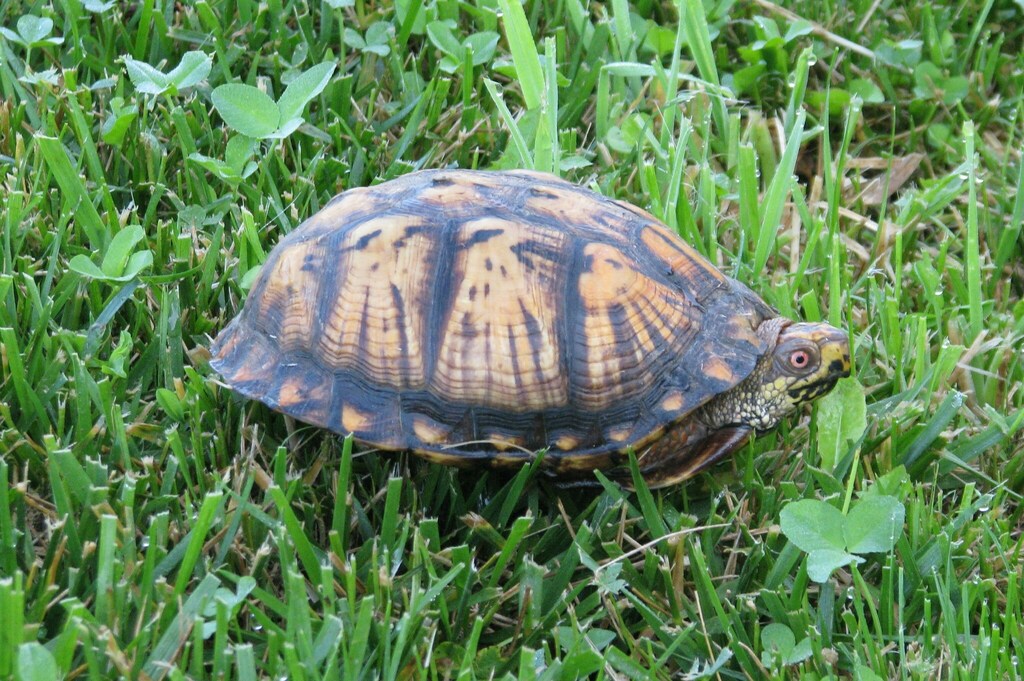 Eastern Box Turtle In May 2010 By Jlculler · Inaturalist