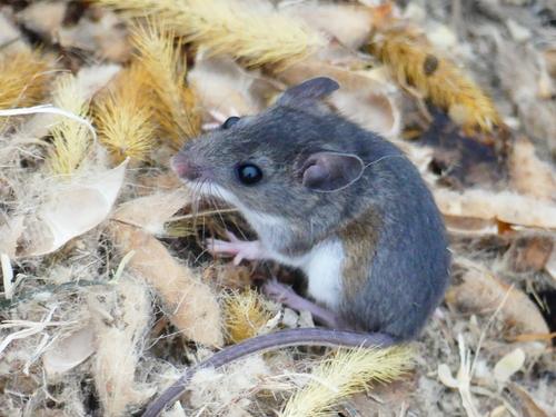 Eastern Deermouse