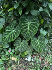 Philodendron verrucosum image