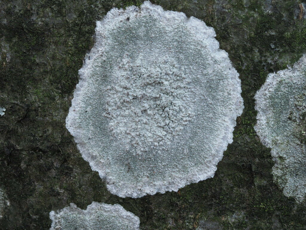 Whitewash Lichen from 34330, Velika, Croatia on November 16, 2023 at 01