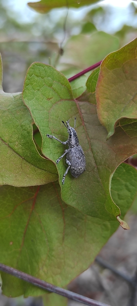 Ericydeus lautus from Loreto, B.C.S., México on November 15, 2023 at 07