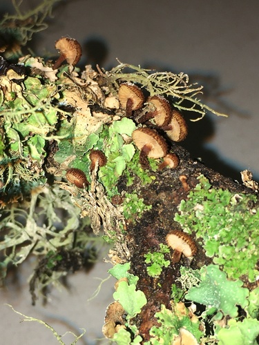 iNaturalist observation photo of hedgehog scalycap