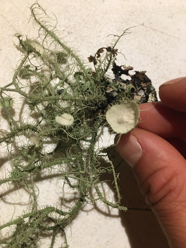 iNaturalist observation photo of Arizona Beard Lichen